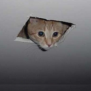 Cat that became of meme by peering through the ceiling square