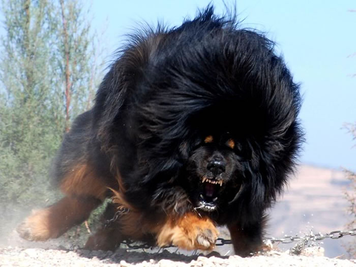 most expensive dog in the world - (4)