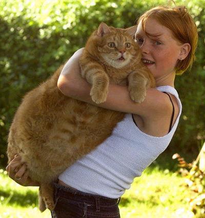 Cat that is so fat they named him a cat meme called TUB Cat