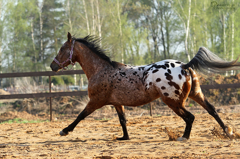 самый красивый конь в мире