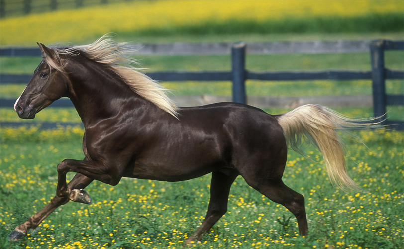 самые красивые лошади в мире фото
