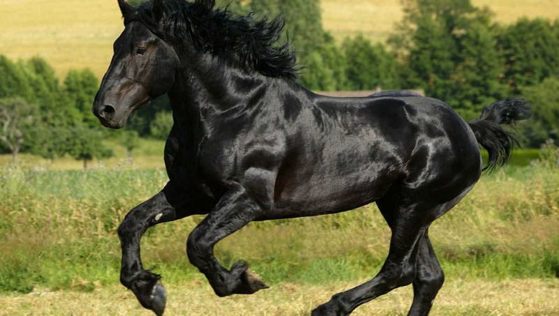 самая большая лошадь в мире