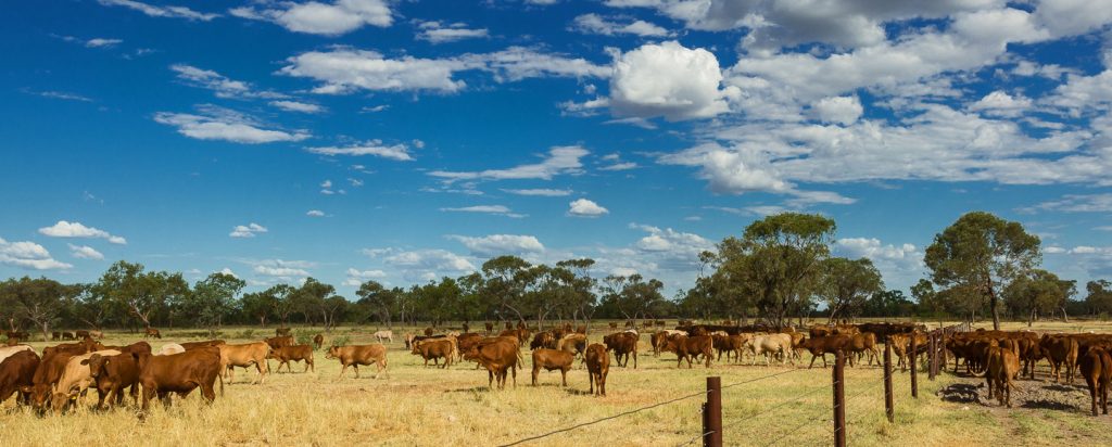 Alexandria - Cattle farm in Australia