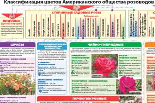 Top.Mail.Ru