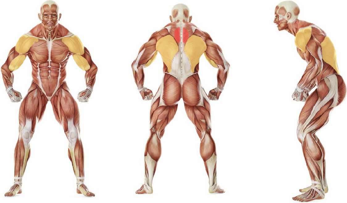 Какие мышцы работают в упражнении Тяга штанги в наклоне
