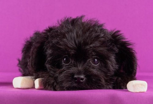 Топ-25: Самые маленькие собаки в мире
