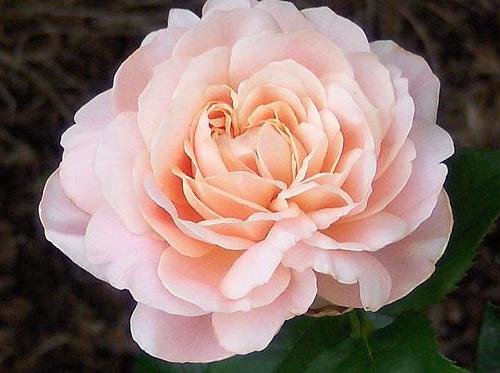  sweet juliet роза