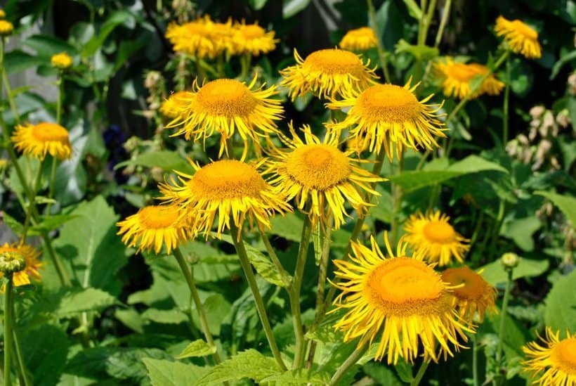 Elecampane Essential Oil