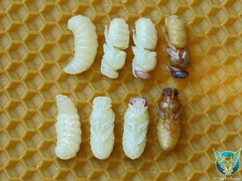 Личинки пчел