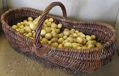 Картофель Bonnotte