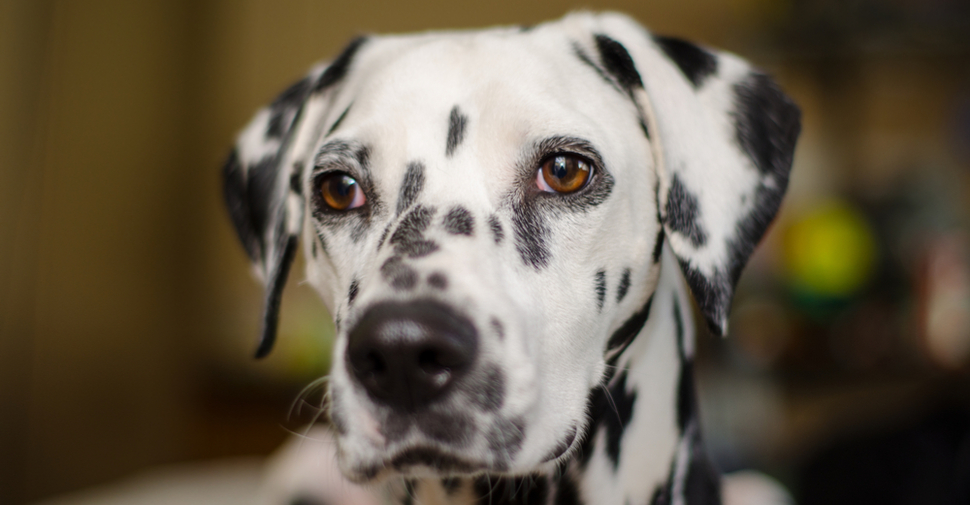 Dalmatian looking off into the distance.