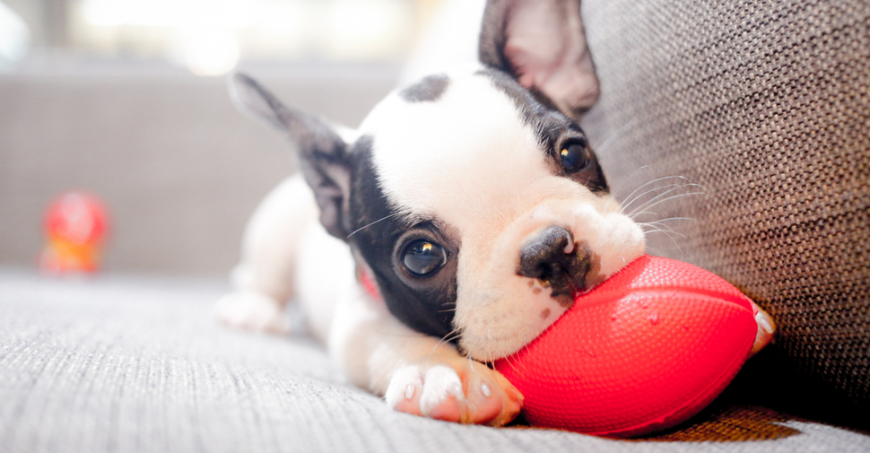 French Bulldog puppy playing with a toy on a couch