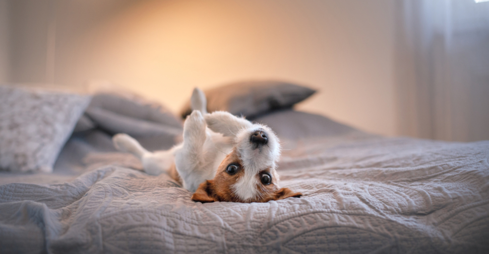 Brown and white Jack Russell Terrier, lying on a gray bed