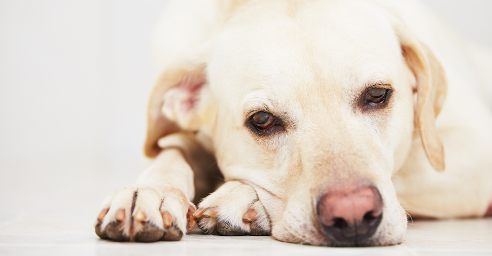 Blonde, large dog breed Labrador Retriever lying on front paws on floor, dozing off.