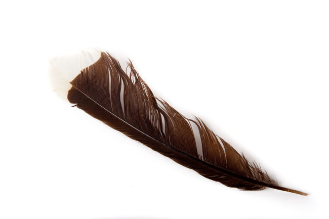 Feather of a Huia bird -$10,000