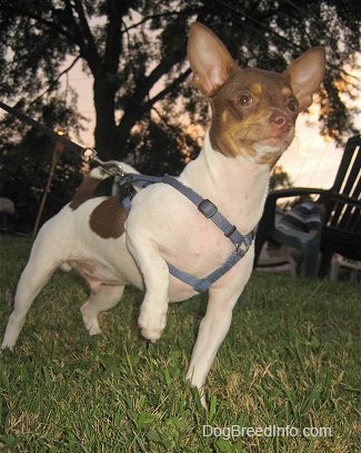The front right side of a white with chocolate Chihuahua Puppy that is wearing a harness and pointing to the right.