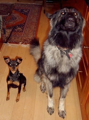 A gray and black Shiloh Shepherd is sitting next to a black with brown Min Pin on a hardwood floor and they both are looking up.