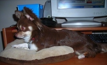The left side of a chocolate with white longhaired Chihuahua that is laying on a dog pillow and in front of a computer on top of a desk.