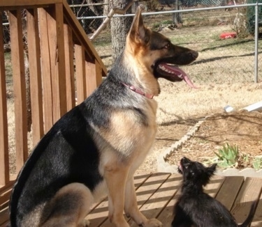The right side of a black and tan German Shepherd that is sitting on a wooden porch, it is looking to the right and it is panting. There is a black Chorkie puppy sitting in front of it and looking up.