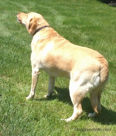 The back left side of a Yellow Labrador that is barking in a yard