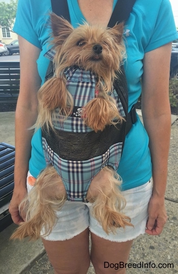 A tna Yorkie is in a dog carrier strapped to a ladies chest
