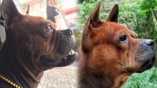 Two dogs side by side of a comparison between the Chongqing Dog and the a Chuandong Hound