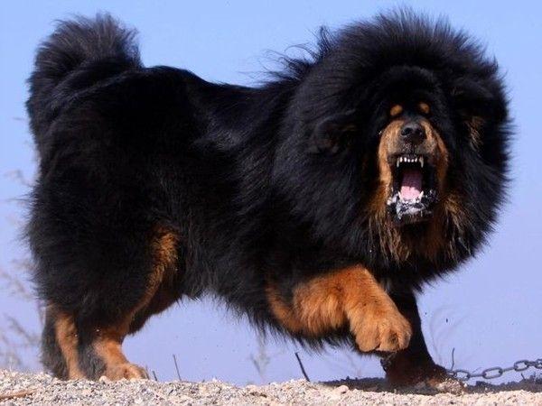 Tibetan Mastiff - это самая дорогая порода в мире