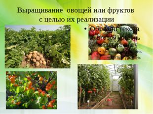 Выращивание овощей или фруктов с целью их реализации 