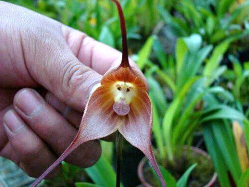 редкие виды орхидей