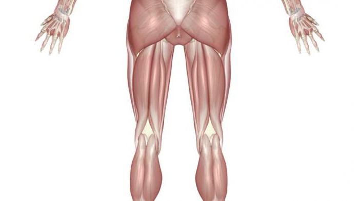 задняя группа мышц бедра анатомия 