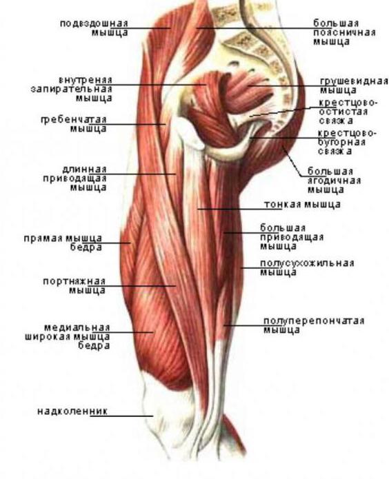 гребенчатая мышца