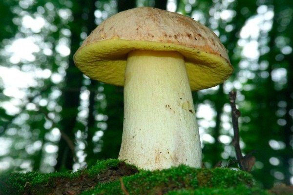 Бронзовый белый гриб