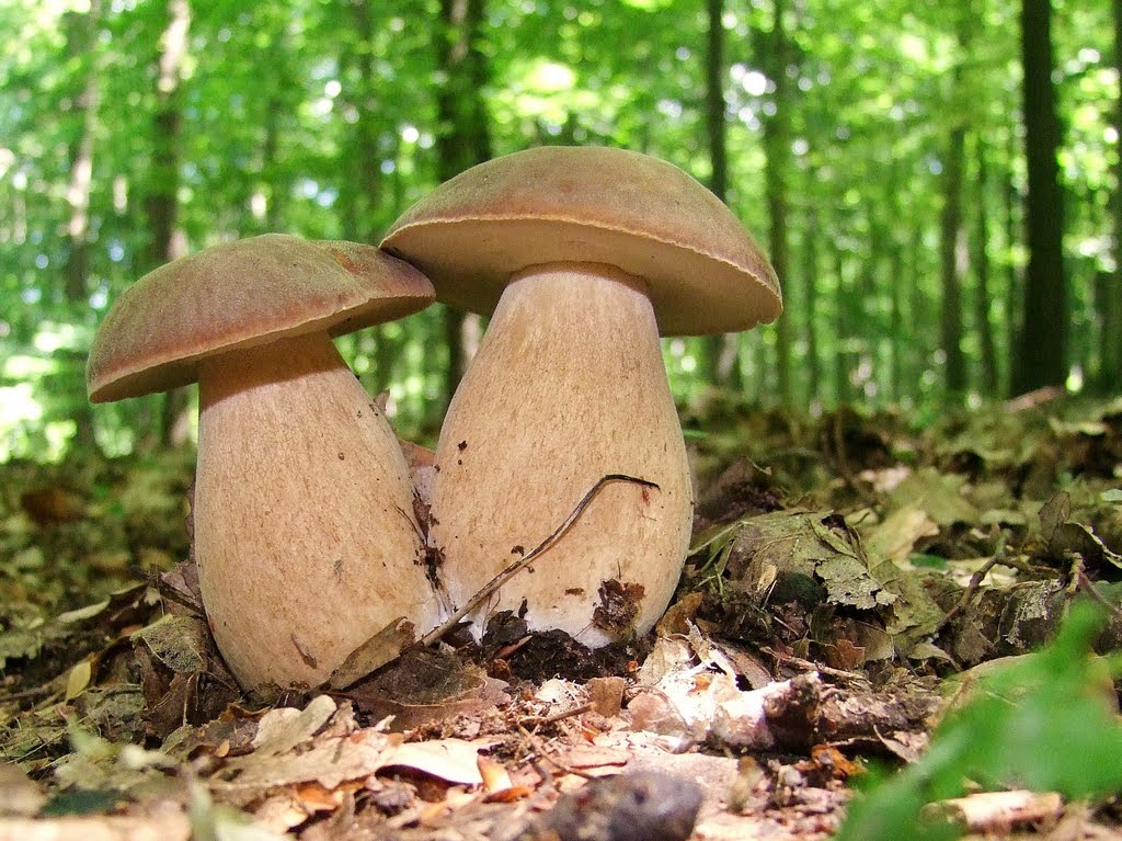 Бронзовый белый гриб