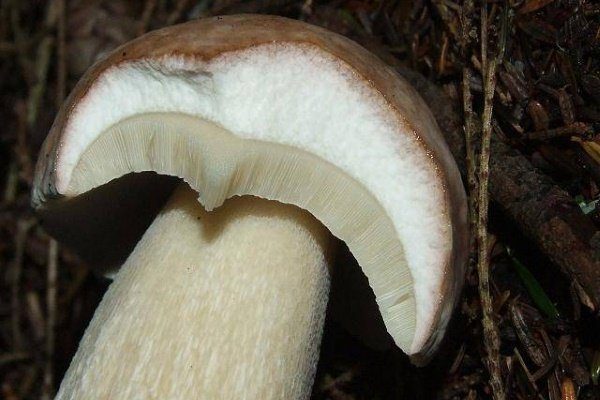 Белый гриб (он же боровик): подробное описание с фото