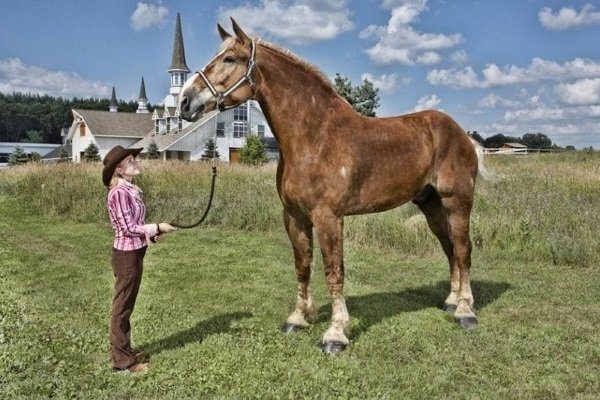 Конь Биг Джейк (Horse Big Jake)