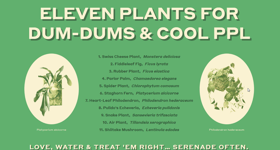 Eleven Plants for Dum Dums