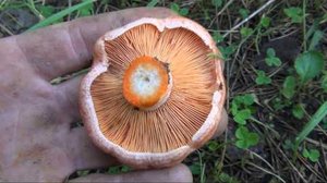  категории грибов описание