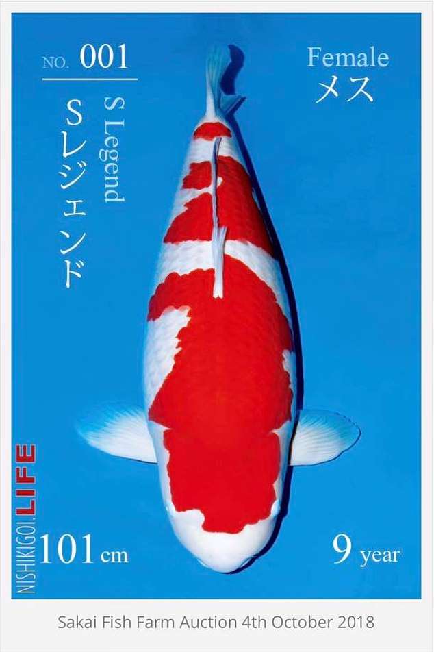 The female Koi, which has the name S Legend, is of the Kohaku variety and the most recognisable among the many varieties of carp that can be bought. Pictured: The sale lot in which S Legend was bought for £1.4 million