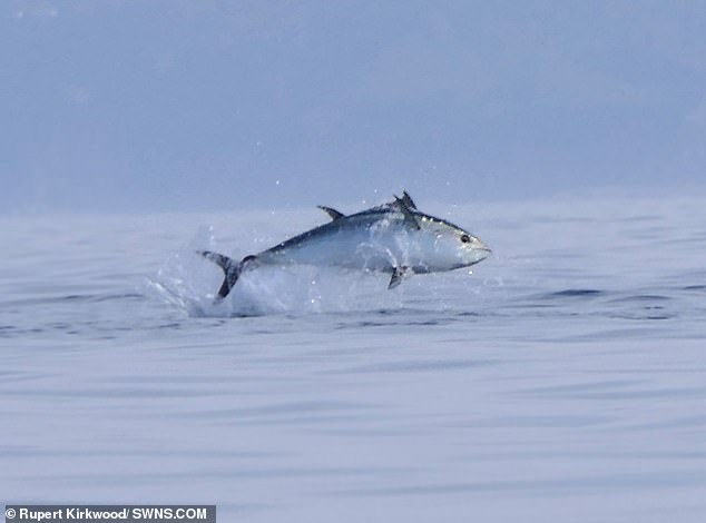 Bluefin tuna, the most valuable fish in the world, were spotted leaping out of the water three miles off Plymouth on Tuesday
