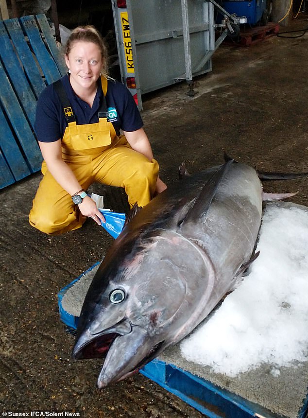 Catch of the day: This giant tuna is a delicacy in Japan with one once fetching a record £2.5 million at auction