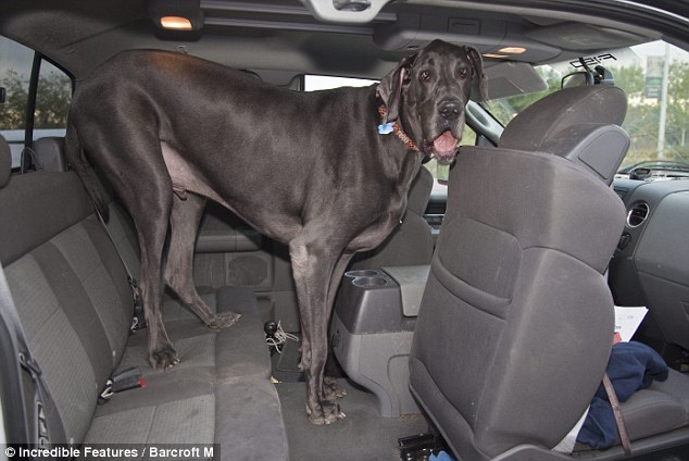 With size comes problems: George the giant barely fits in the back of his owner