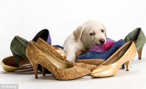 Labrador puppy chewing women