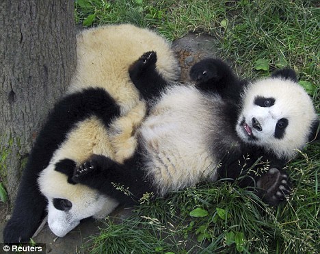 One lump or two? Mr Yanshi has been busy collecting tons of panda droppings to make his product