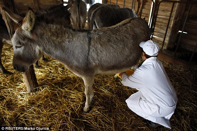 Process: A woman milks a donkey in Zasavica to produce the cheese that is thought to be one of, if not the most expensive in the world