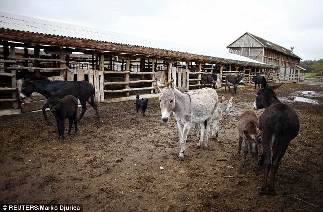 Source: Donkeys at the farm in Zasavica resort, west of Belgrade
