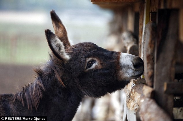 It is said to take 25 litres of donkeys