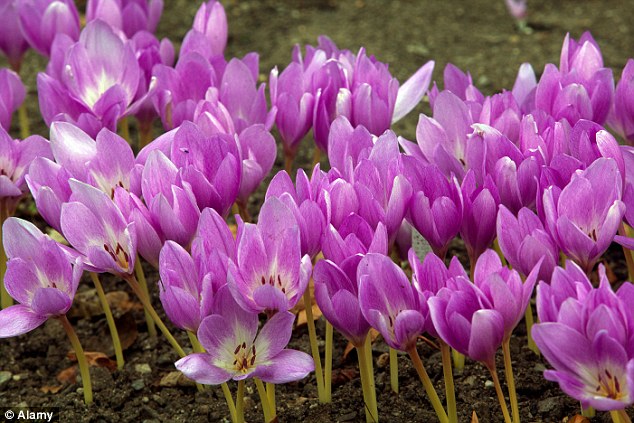 Production: Each crocus flower yields just three stigmas which are picked by hand by an army of volunteers then dried to create the precious saffron strands
