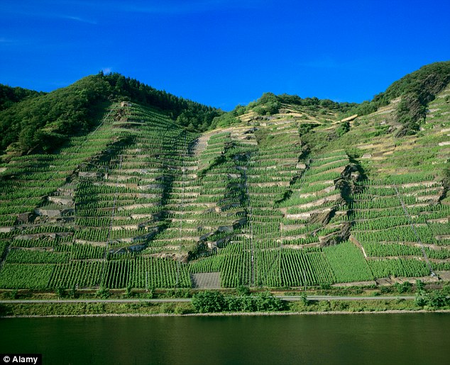 Individual vineyards in Rheningau, on the banks of Germany