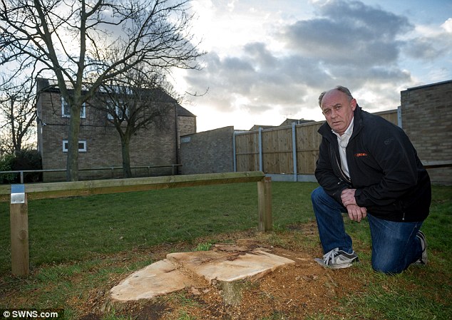 Devastated: Mr Taplin and his wife Julia were upset about the loss of their 60-year-old tree