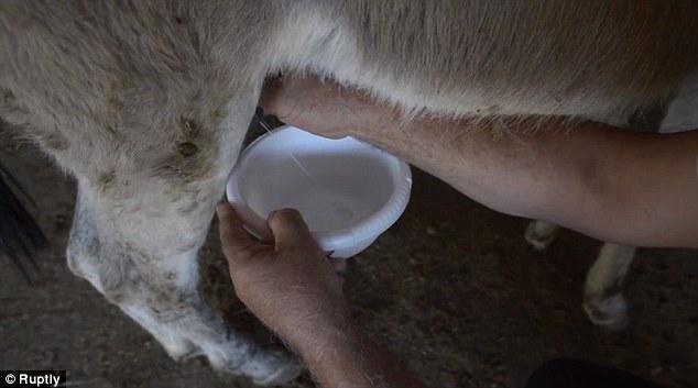 The cheese is made with donkey’s milk and can only be found at Zasavica Nature Reserve, in Serbia